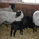 Разведение овец романовской породы в домашних условиях Особенности романовской породы овец