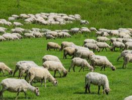 Как начать разводить овец