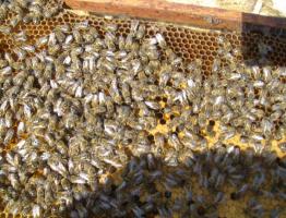 Советы для начинающих пчеловодов: как разводить пчел