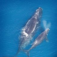 Изображение кита. Киты фото. Виды китов: список, краткое описание